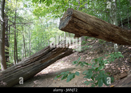 Zwei Reste der gefällten Baumstämme im Wald, eine zeigt Sturmschäden und die andere durch Forstwirtschaft gefällt Stockfoto