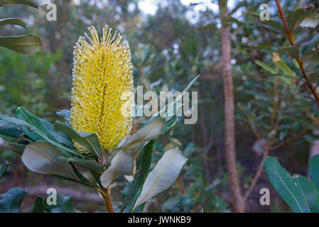 Gelbe Blüten, grüne Blätter an der Küste Banksia Banksia integrifolia oder Baum, ein Vogel zieht Australische einheimische Pflanze Stockfoto