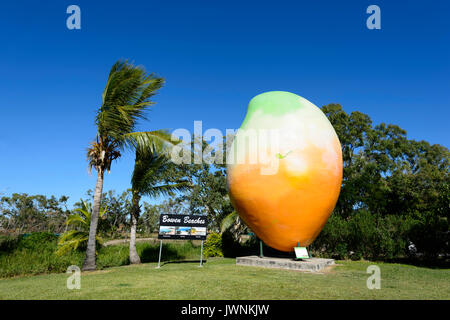 Die großen Mango, Bowen, Queensland, Queensland, Australien Stockfoto