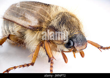 Fehler Maikäfer auf weißem Hintergrund Makro Fotografie isoliert Stockfoto