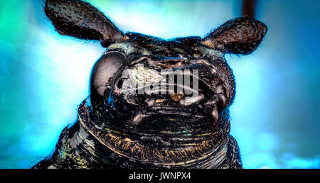 Leiter der Boden Käfer (Carabus rutilans) Micro oder Extreme Makroaufnahmen Stockfoto