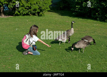 Junge Mädchen und Kanada Gänse auf dem Gras in Sutcliffe Park, Granville Island, Vancouver, British Columbia, Kanada Stockfoto