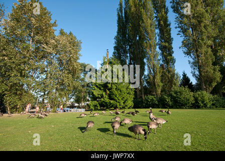 Kanada Gänse auf dem Gras in Sutcliffe Park, Granville Island, Vancouver, British Columbia, Kanada Stockfoto