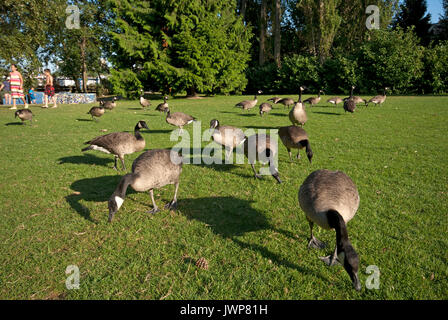 Kanada Gänse auf dem Gras in Sutcliffe Park, Granville Island, Vancouver, British Columbia, Kanada Stockfoto