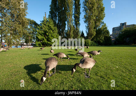 Kanada Gänse auf dem Gras in Sutcliffe Park, Granville Island, Vancouver, British Columbia, Kanada Stockfoto