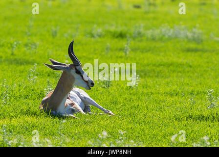 Springbock (Antidorcas marsupialis), männlichen, Regenzeit mit grüner Umgebung, Kalahari Wüste Stockfoto