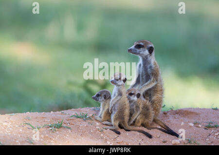 Erdmännchen (Suricata suricatta), Weibliche mit drei verspielte junge abends in ihren Bau, während der Regenzeit in Grün Stockfoto