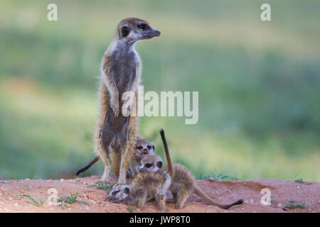 Erdmännchen (Suricata suricatta), Weibliche mit drei verspielte junge abends in ihren Bau, während der Regenzeit in Grün Stockfoto