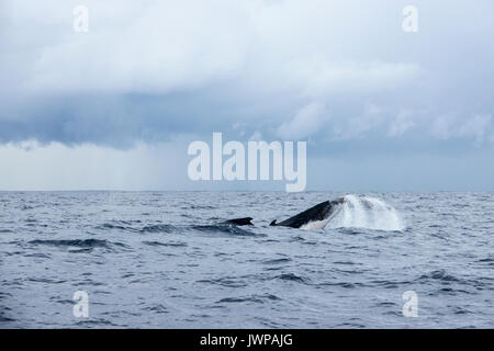 Zwei Buckelwale auf Winter Migrationsroute aus Sydney Heads Australien, ein Schwanz schlagen Stockfoto