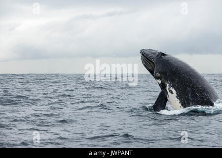 Referenzwert Buckelwal auf Winter Migrationsroute aus Sydney Heads Australien Stockfoto