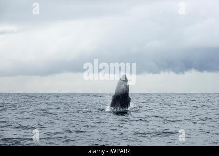 Referenzwert Buckelwal auf Winter Migrationsroute aus Sydney Heads Australien Stockfoto
