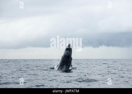 Referenzwert Buckelwal auf Winter Migrationsroute aus Sydney Heads Australien Stockfoto
