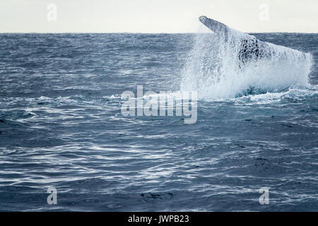 Referenzwert Buckelwal auf Winter Migrationsroute aus Sydney Heads Australien Stockfoto
