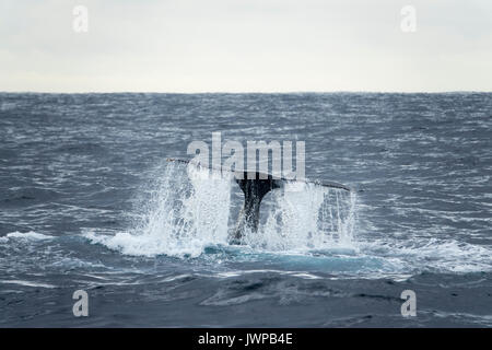 Tauchen Buckelwal auf Winter Migrationsroute aus Sydney Heads Australien Stockfoto