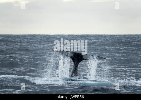 Tauchen Buckelwal auf Winter Migrationsroute aus Sydney Heads Australien Stockfoto