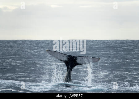 Tauchen Buckelwal auf Winter Migrationsroute aus Sydney Heads Australien Stockfoto