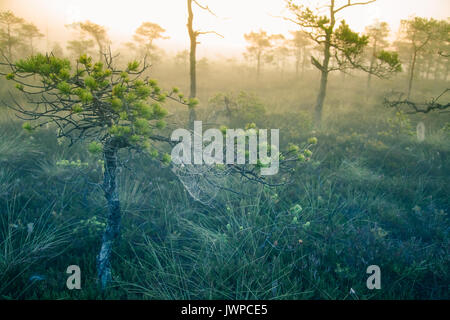 Ein schöner Morgen Sonnenaufgang Landschaft mit einem Spinnennetz. Verträumt schauen. Stockfoto