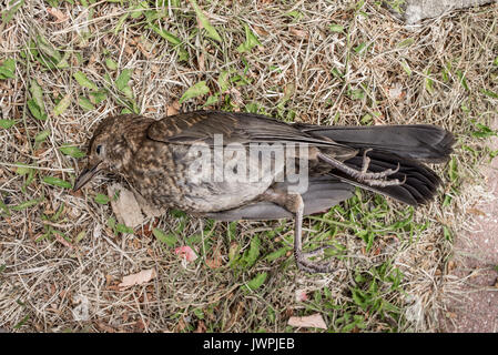 Junge gemeinsame Amsel (Turdus merula) tot auf dem Boden Stockfoto