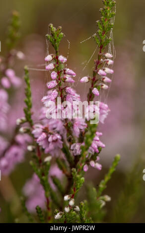 Eine schöne rosa Heidekraut wächst in einem Sumpf im Morgenlicht. Eine schöne Nahaufnahme von einem blumen Sumpf. Stockfoto