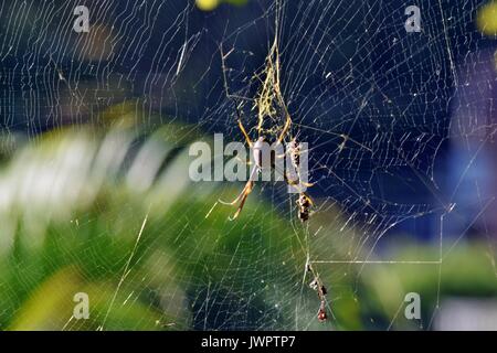 Golden orbweaver orb-weaver Spider (Nephila plumipes) Sunshine Coast, Queensland, Australien Stockfoto