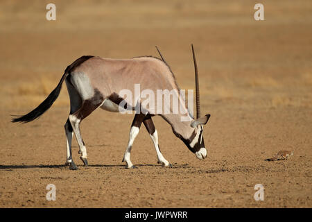 Neugierig Oryx Antilope (Oryx gazella) und ein Erdhörnchen, Kalahari Wüste, Südafrika Stockfoto