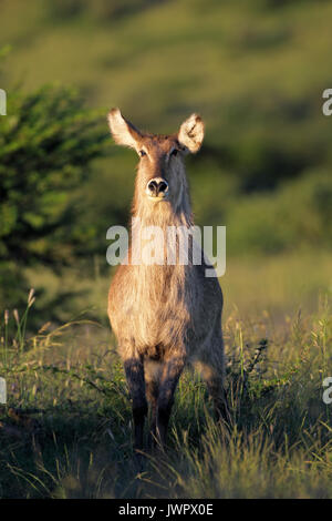 Weibliche wasserbock Antilope (Kobus ellipsiprymnus) im natürlichen Lebensraum, Südafrika Stockfoto