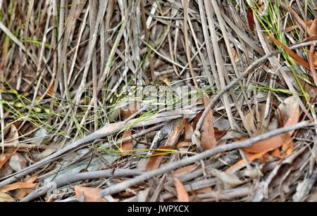 Australische Schlange Küsten Teppichpython (Morelia spilota mcdowelli) Sunshine Coast, Queensland, Australien Stockfoto