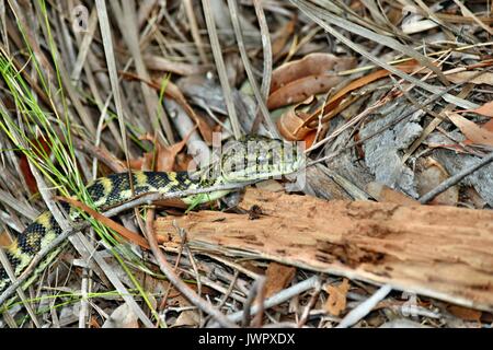 Australische Schlange Küsten Teppichpython (Morelia spilota mcdowelli) Sunshine Coast, Queensland, Australien Stockfoto