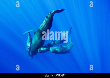 Pod der Pottwal Kälber und ihre Mutter tauchen, Bild war an der Nordwestküste von Mauritius. Stockfoto
