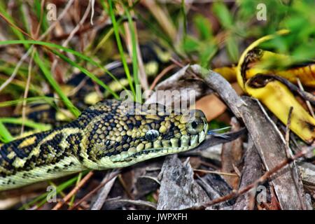Australische Schlange Küsten Teppichpython (Morelia spilota mcdowelli) Sunshine Coast, Queensland, Australien Stockfoto