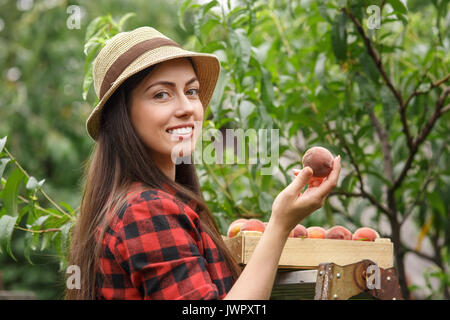 Portrait von glücklichen jungen Frau Gärtner Pfirsich vom Baum pflücken. Mädchen Bauer. Die Ernte der Früchte. Gartenbau, Landwirtschaft, Ernte Konzept Stockfoto