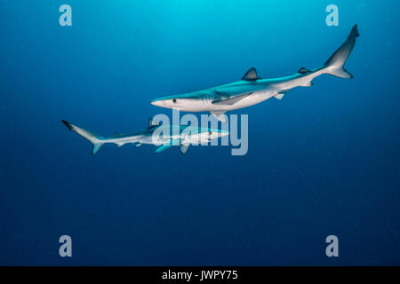 Zwei Blaue Haifische, Unterwasser, rund 50 Kilometer vor der Küste aus Western Cape, Südafrika. Stockfoto