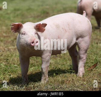 Kleine rosa heranwachsende Schwein Beweidung auf die ländlichen Schweinefarm Sommer Stockfoto