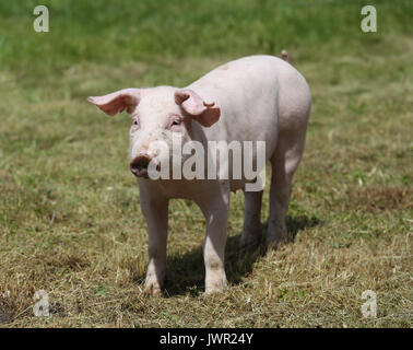 Kleine rosa wachsende Ferkel Beweidung auf die ländlichen Schweinefarm Stockfoto