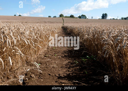 Öffentlichen Fußweg durch ein Weizenfeld in der Nähe von Long Buckby, Northamptonshire, England, Großbritannien Stockfoto