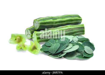 Pod von moringa (drumstick Tree) mit Laub, tropischen Kräutern auf weißem Hintergrund Stockfoto