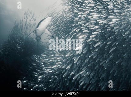 Bronze whaler Haie füttern Sardinen während der jährlichen Sardine Run an der Ostküste von Südafrika. Stockfoto