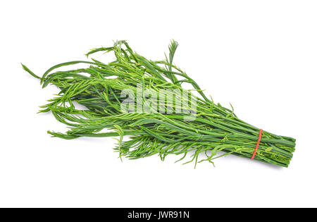 Grüne Blätter, senegalia Pennata oder oder Cha om auf weißem Hintergrund Stockfoto
