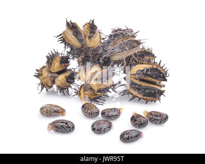 Stapel von getrockneten Castor Castor Bean, Rizinus mit Samen auf weißem Hintergrund Stockfoto