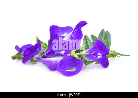 Butterfly Pea, blau Erbse, clitoria ternatea oder aparajita Blume auf weißem Hintergrund Stockfoto