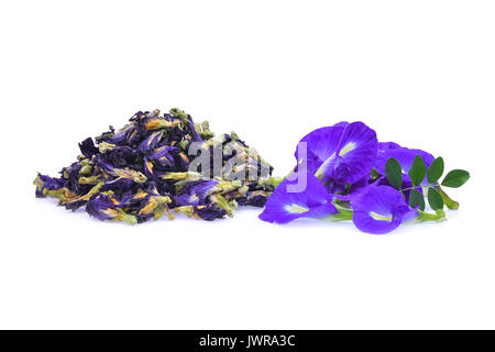 Frische und getrocknete butterfly Pea, blau Erbse, clitoria ternatea oder aparajita Blume auf weißem Hintergrund Stockfoto