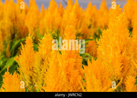 Gelb Gold celosia Blume im Garten. Stockfoto