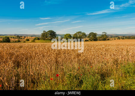 Großbritannien Landwirtschaft - am frühen Morgen Licht auf ein Feld von Weizen zur Ernte bereit August 2017 mit Platz kopieren Stockfoto
