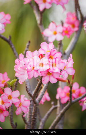 Schöne Rosa Azalee blüht tropische Blumen. Wüste Rosen im Garten Stockfoto