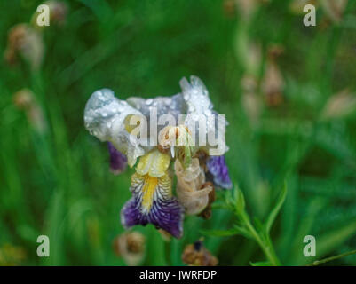 Die Iris Blume nach Regen im Sommer, Oblast Tula Stockfoto