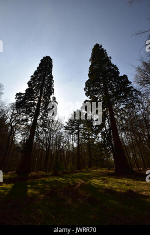 Sequoia bei Blackwater Arboretum, das rhinefield Zierpflanzen Drive New Forest Stockfoto