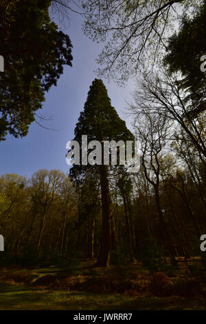 Sequoia bei Blackwater Arboretum, das rhinefield Zierpflanzen Drive New Forest Stockfoto