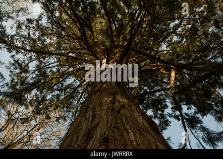 Sequoia bei Blackwater Arboretum, das rhinefield Zierpflanzen Drive New Forest Stockfoto