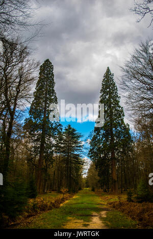 Sequoia bei Blackwater Arboretum, das rhinefield Zierpflanzen Drive New Forest Stockfoto