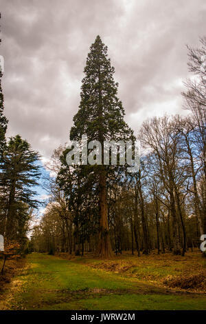 Sequoia bei Blackwater Arboretum, das rhinefield Zierpflanzen Drive New Forest Stockfoto